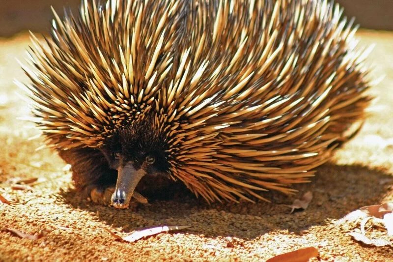 фото велика Єхидна