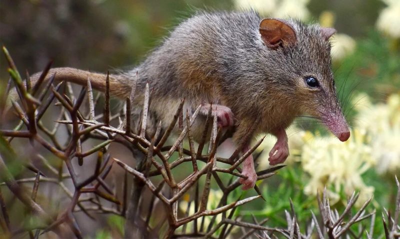 фото Хоботноголовий кускус або поссум-медоїд