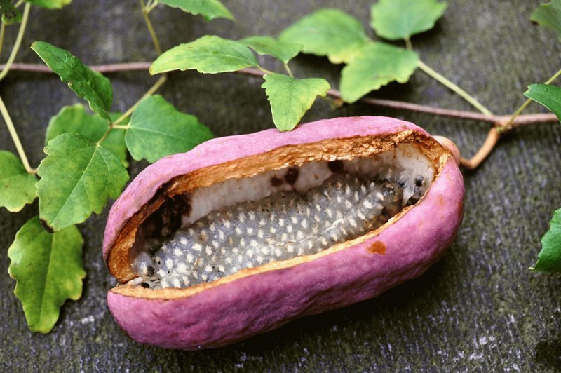 photography exotic fruit chocolate vine