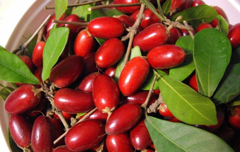 photo puteria sweetish