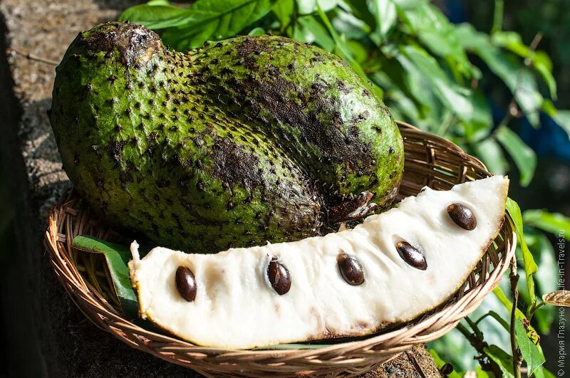 exotic fruit sirsak photo
