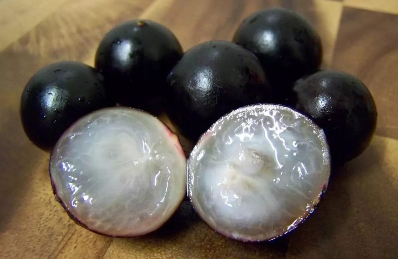 photo Tree fruit or Jaboticaba