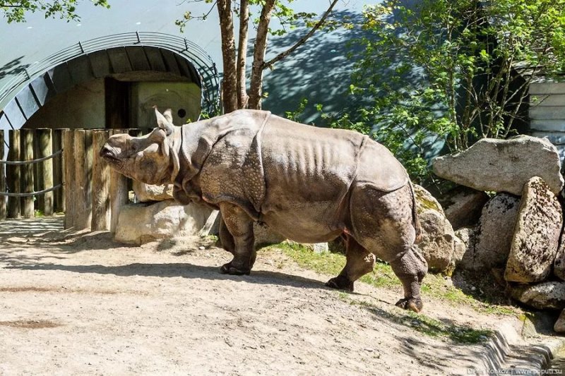 Hellabrunn Zoo photo rhinoceros
