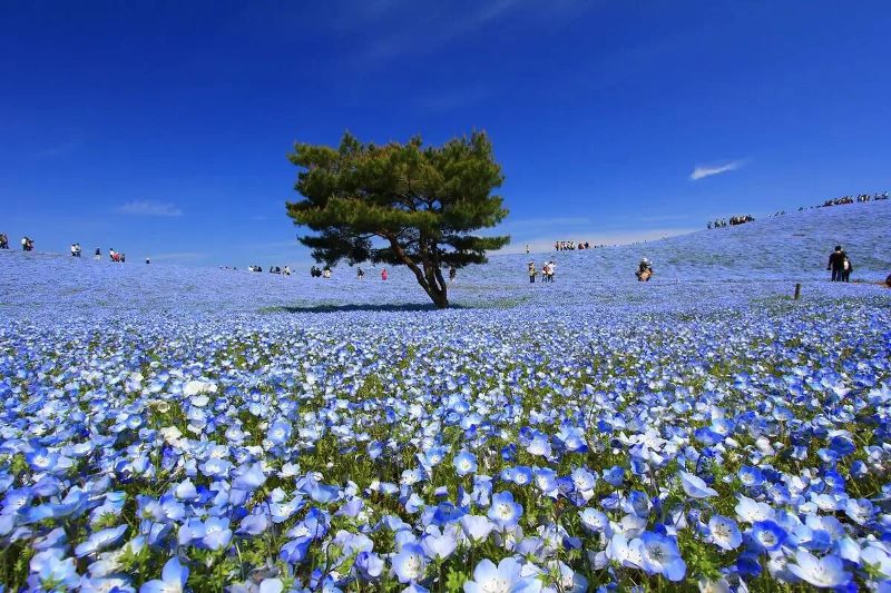 photo of hitachi seaside park