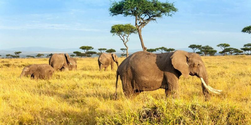 photo of maasai mara national reserve