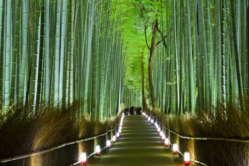 photo of sagano bamboo forest