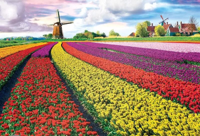 фото тюльпанових полів у Нідерландах 