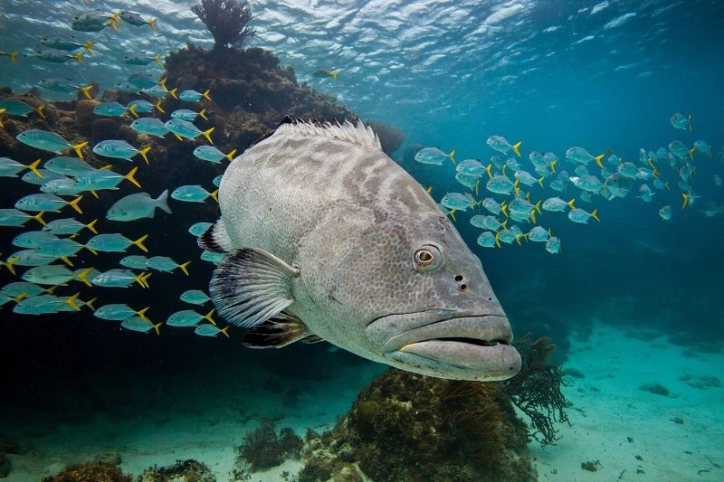 resort photo hol chan marine reserve belize