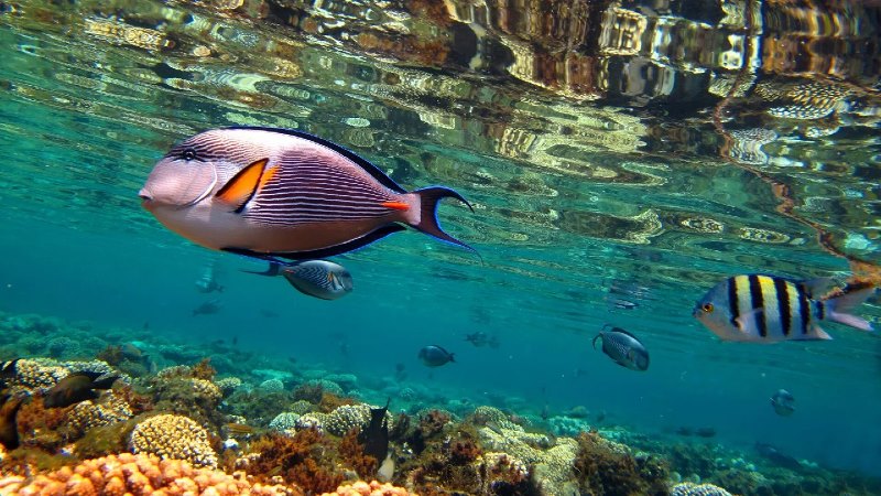 resort photo ras mohamed egypt