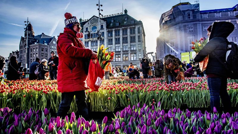 Tulips in Holland, What to see in Amsterdam