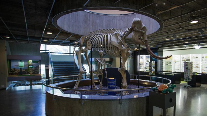 where to visit Bern Natural History Museum