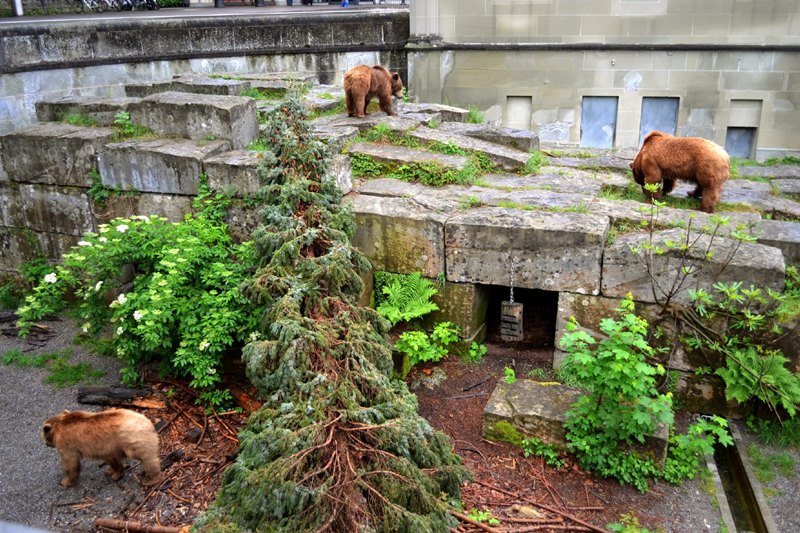where to take a walk in Bern Park Bear Pit