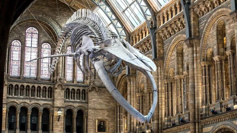 Where to go with children - Natural History Museum in London