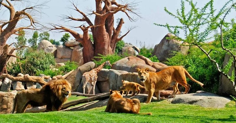 цікаві місця Італії безкоштовно фото Зоопарк Bioparсo